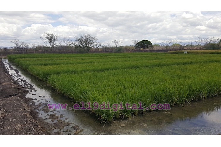 T&eacute;cnicos del Inta aprenden nuevas t&eacute;cnicas para el manejo y mejoramiento de la semilla en arroz secano